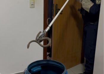 Serpente é resgatada pela Guarda dentro de uma casa em Portal das Garças Serpente é resgatada pela Guarda dentro de uma casa em Portal das Garças