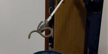 Serpente é resgatada pela Guarda dentro de uma casa em Portal das Garças
