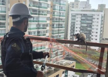 Guarda Municipal resgata gambá no 8º andar de um prédio em Itaparica