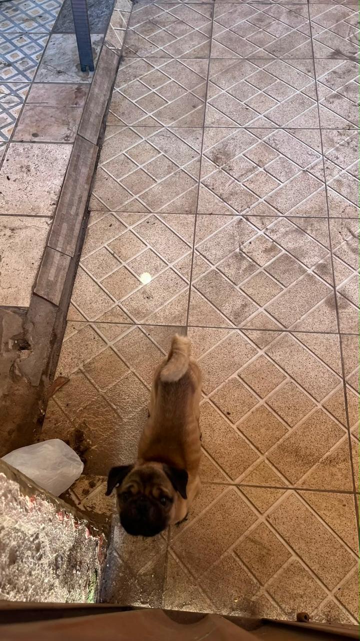 CPI de Maus-tratos aos Animais resgata cachorro da raça Pug abandonado e maltratado e prendem tutor por maus-tratos em Vitória
