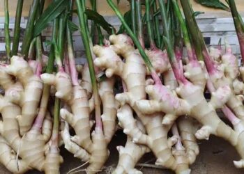 Espírito Santo se prepara para atender às novas exigências da União Europeia para importação de gengibre