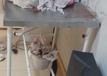 CPI de Maus-Tratos aos Animais   investiga atropelamento e morte de cachorro comunitário em Colatina