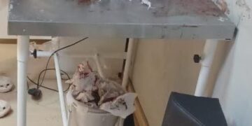 CPI de Maus-Tratos aos Animais   investiga atropelamento e morte de cachorro comunitário em Colatina