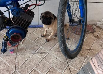 CPI de Maus-tratos aos Animais resgata cachorro da raça Pug abandonado e maltratado e prendem tutor por maus-tratos em Vitória CPI de Maus-tratos aos Animais resgata cachorro da raça Pug abandonado e maltratado e prendem tutor por maus-tratos em Vitória