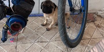 CPI de Maus-tratos aos Animais resgata cachorro da raça Pug abandonado e maltratado e prendem tutor por maus-tratos em Vitória