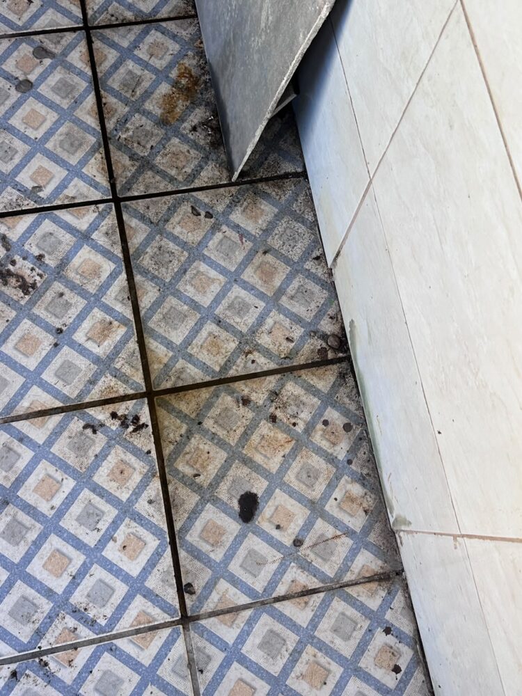 CPI de Maus-tratos aos Animais resgata cachorro da raça Pug abandonado e maltratado e prendem tutor por maus-tratos em Vitória