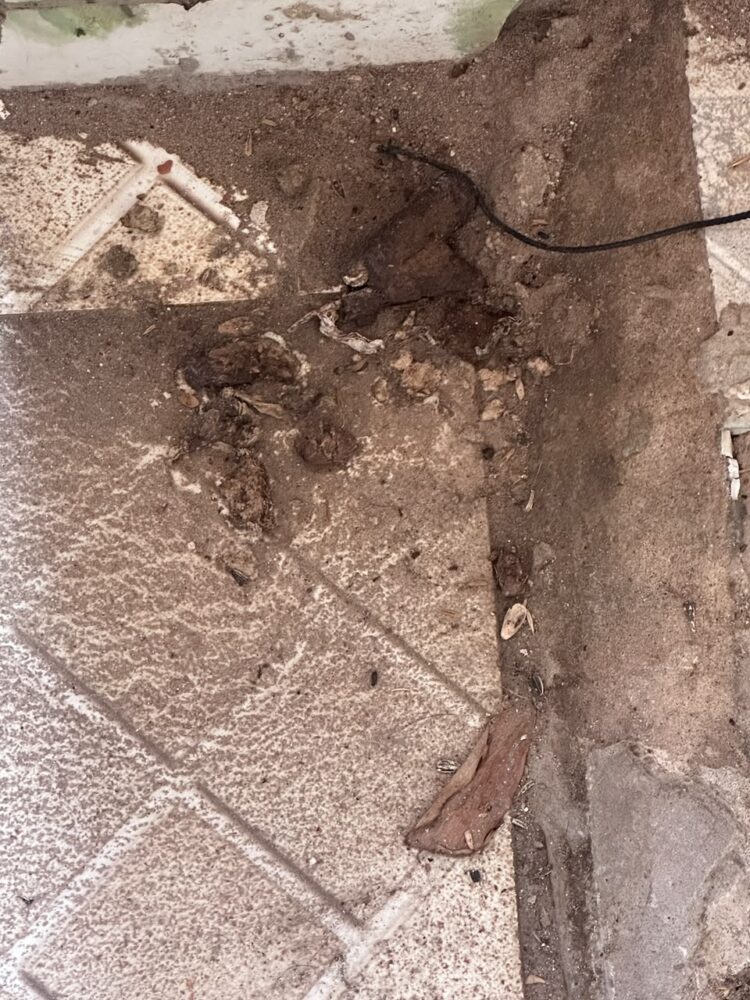 CPI de Maus-tratos aos Animais resgata cachorro da raça Pug abandonado e maltratado e prendem tutor por maus-tratos em Vitória