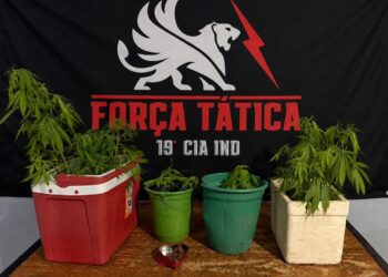 Força Tática apreende plantação de maconha em residência no bairro Nova Galileia, em Pinheiros