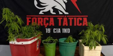 Força Tática apreende plantação de maconha em residência no bairro Nova Galileia, em Pinheiros