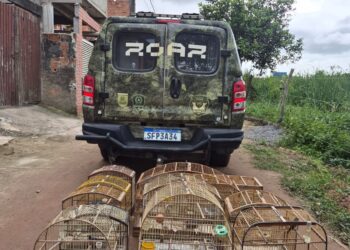 Guarda Municipal apreende pássaros silvestres mantidos em gaiolas