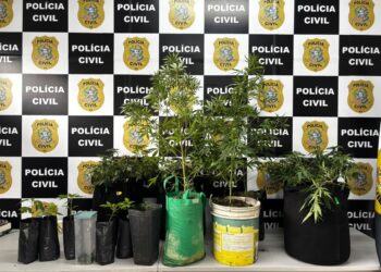 Denarc prende suspeito e desarticula estrutura de cultivo clandestino de maconha na Serra Denarc prende suspeito e desarticula estrutura de cultivo clandestino de maconha na Serra