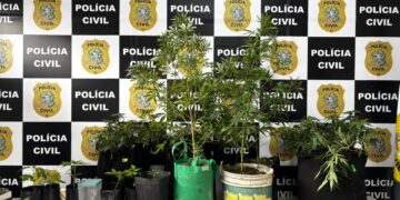Denarc prende suspeito e desarticula estrutura de cultivo clandestino de maconha na Serra