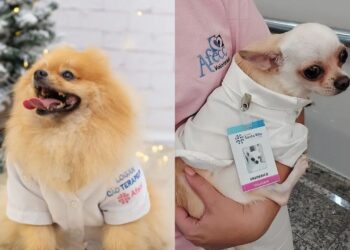 Nova lei autoriza visita de animais de estimação a pacientes internados em hospitais e asilos do ES Nova lei autoriza visita de animais de estimação a pacientes internados em hospitais e asilos do ES