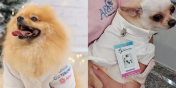 Nova lei autoriza visita de animais de estimação a pacientes internados em hospitais e asilos do ES Nova lei autoriza visita de animais de estimação a pacientes internados em hospitais e asilos do ES